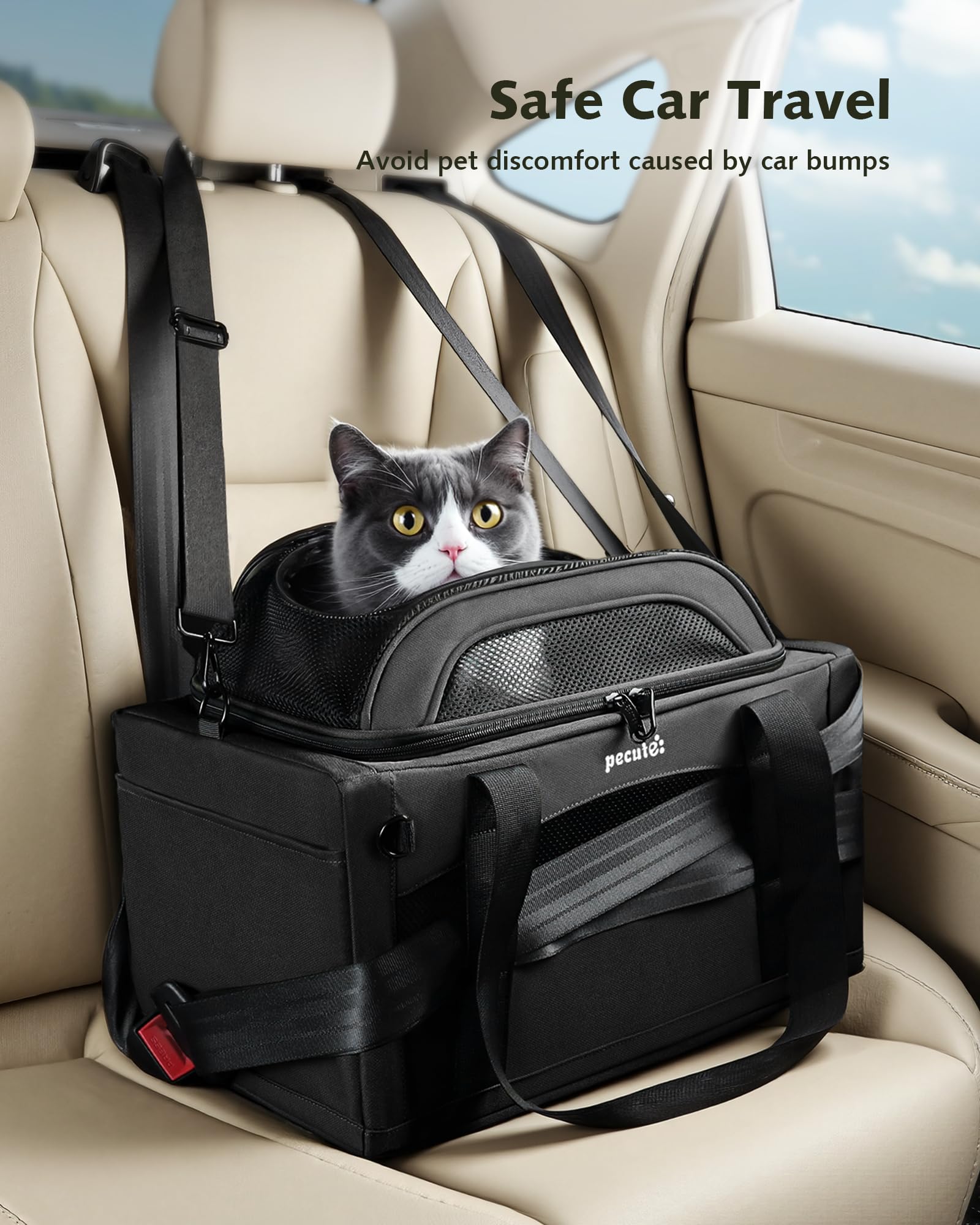 Pecute chat calme à l'intérieur montrant confort pendant le voyage