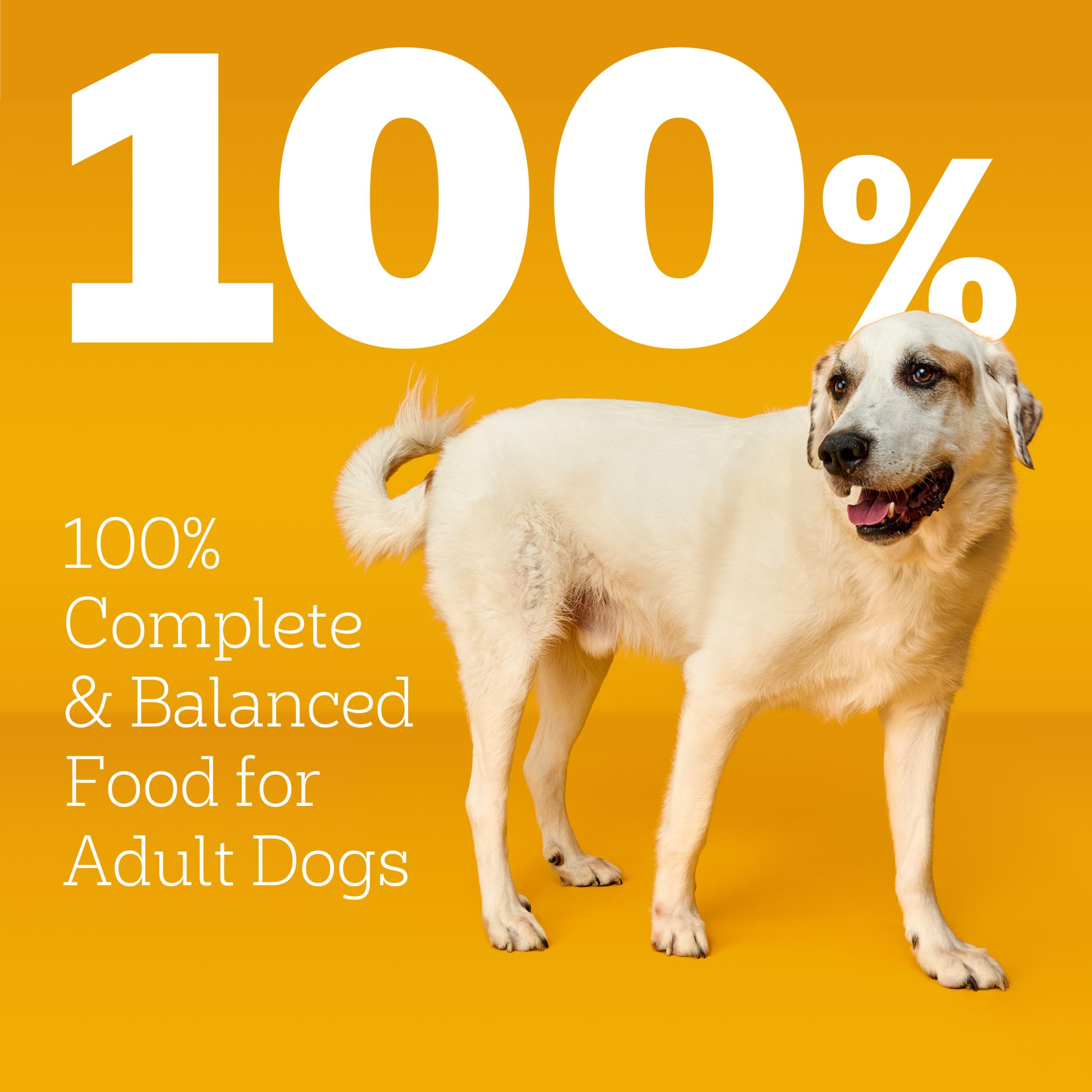 Pedigree texture dans bol présentant croquettes digestes et appétissantes