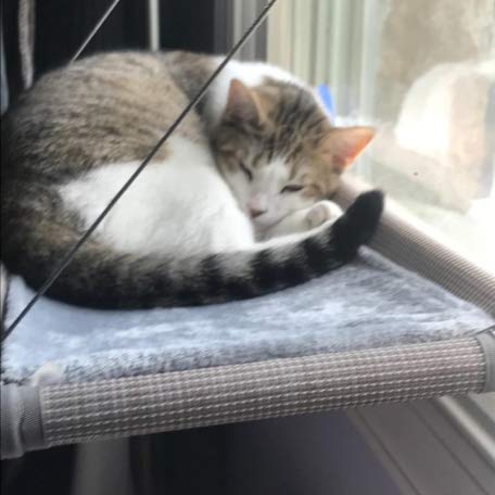 PEFUNY gros plan flanelle amovible offrant confort et chaleur au chat