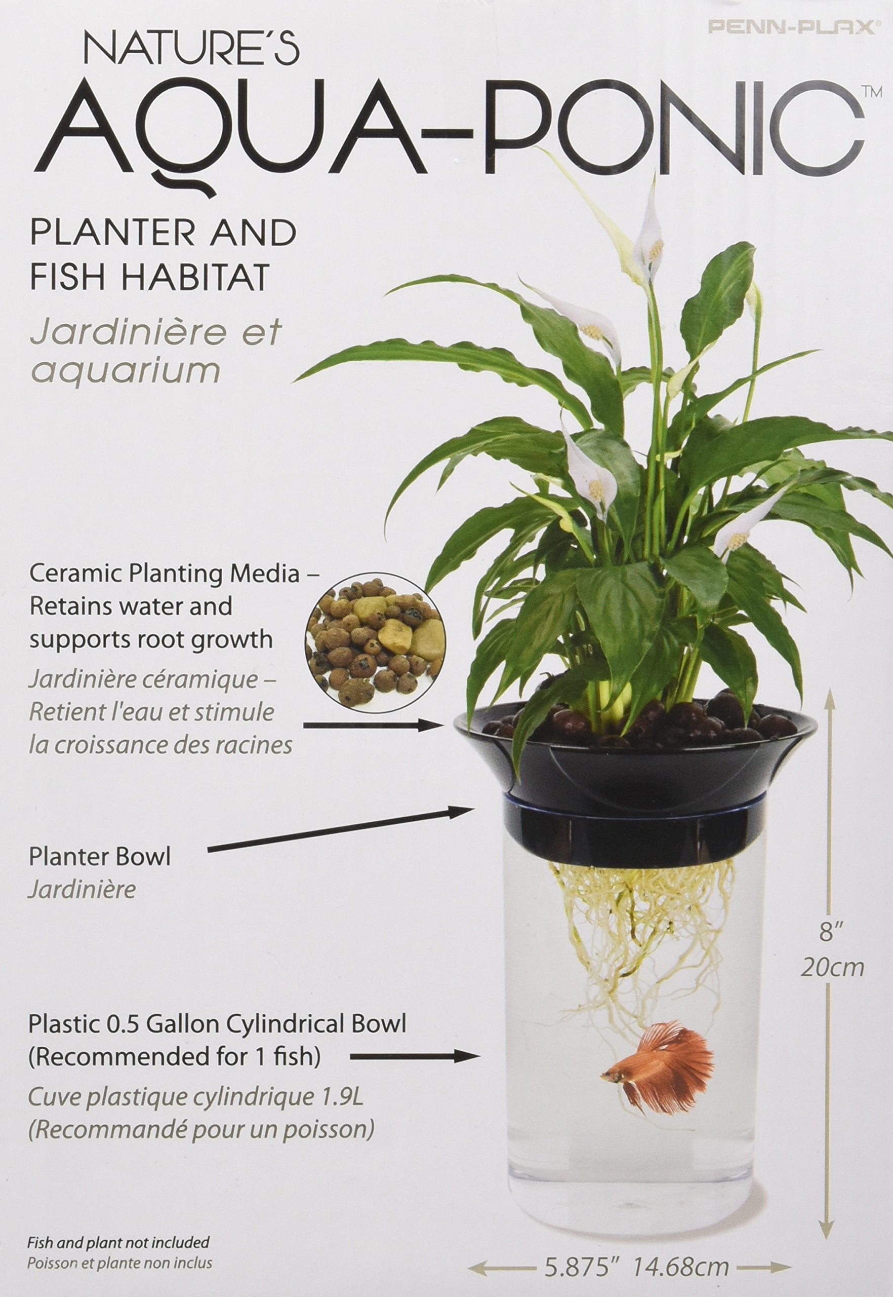 Penn-Plax betta nageant confortablement grâce à l'environnement aquaponique