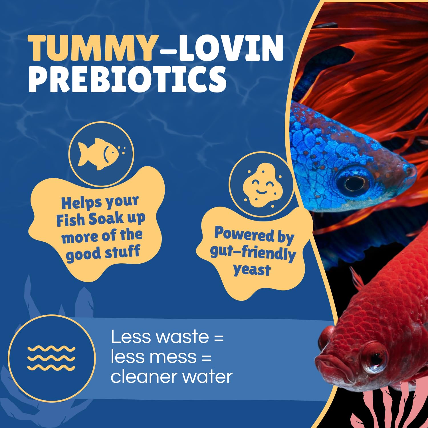 Perky Fins — betta mangeant les pops démontrant attractivité