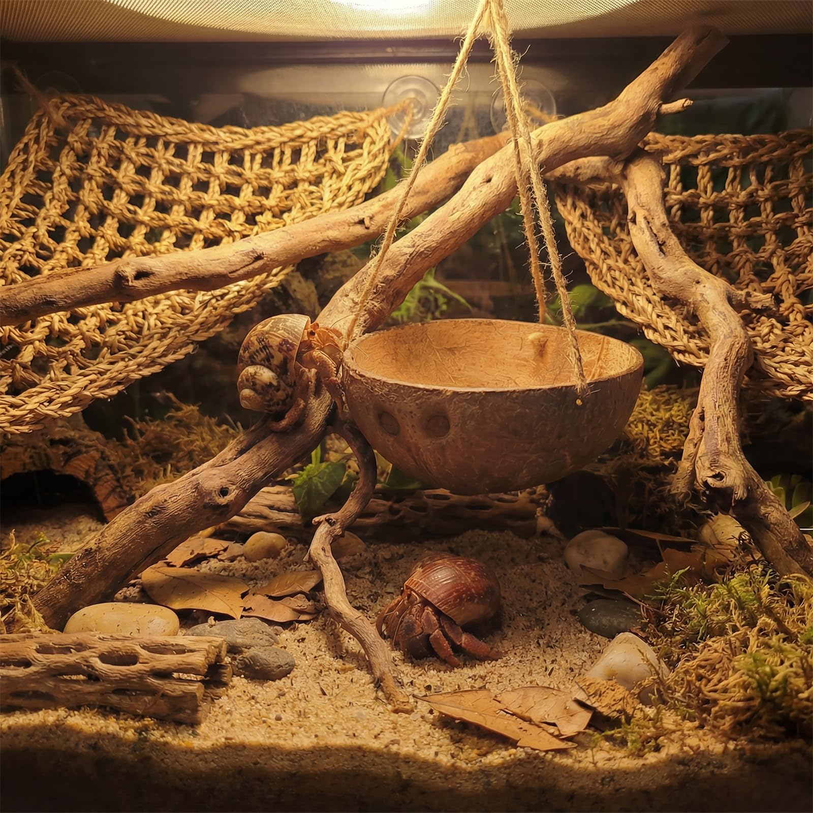 Pertlle hamac installé dans un terrarium optimisant l'espace vertical