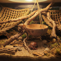 Pertlle hamac installé dans un terrarium optimisant l'espace vertical