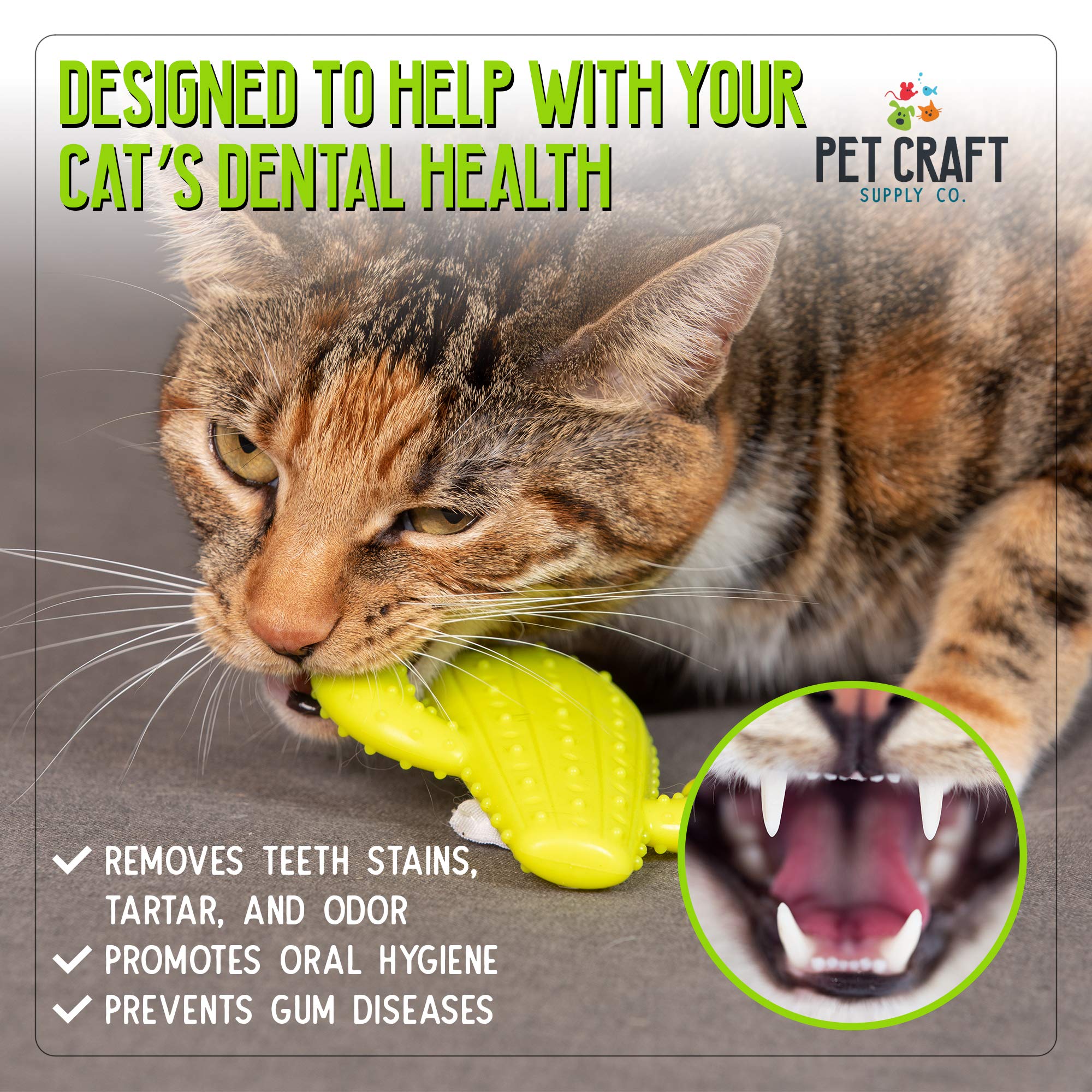 Pet Craft Supply chat jouant avec le cactus pour exercice masticatoire sûr