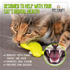 Pet Craft Supply chat jouant avec le cactus pour exercice masticatoire sûr
