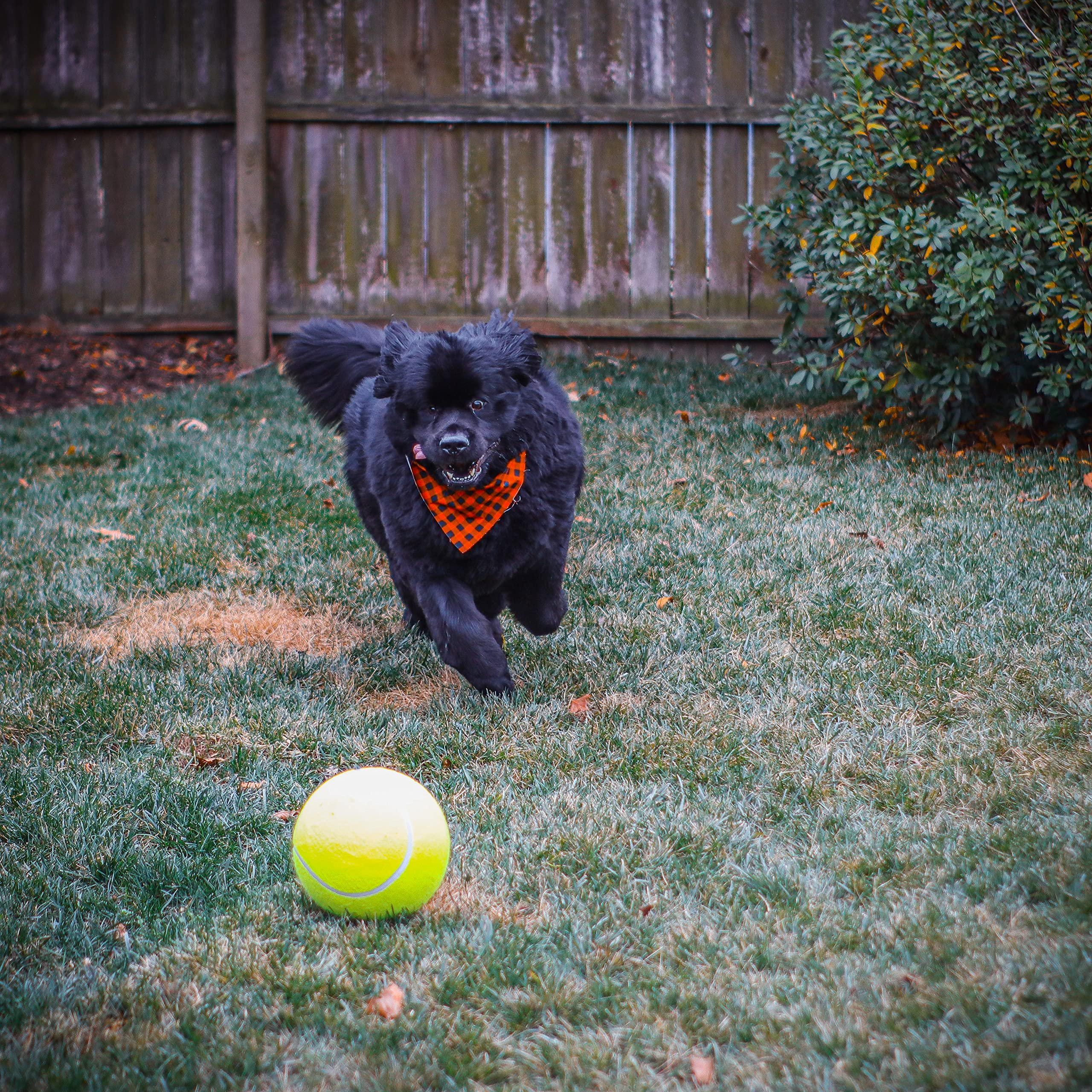 Pet Fit For Life chien en train d'utiliser l'arroseur profitant de jeu et hydratation