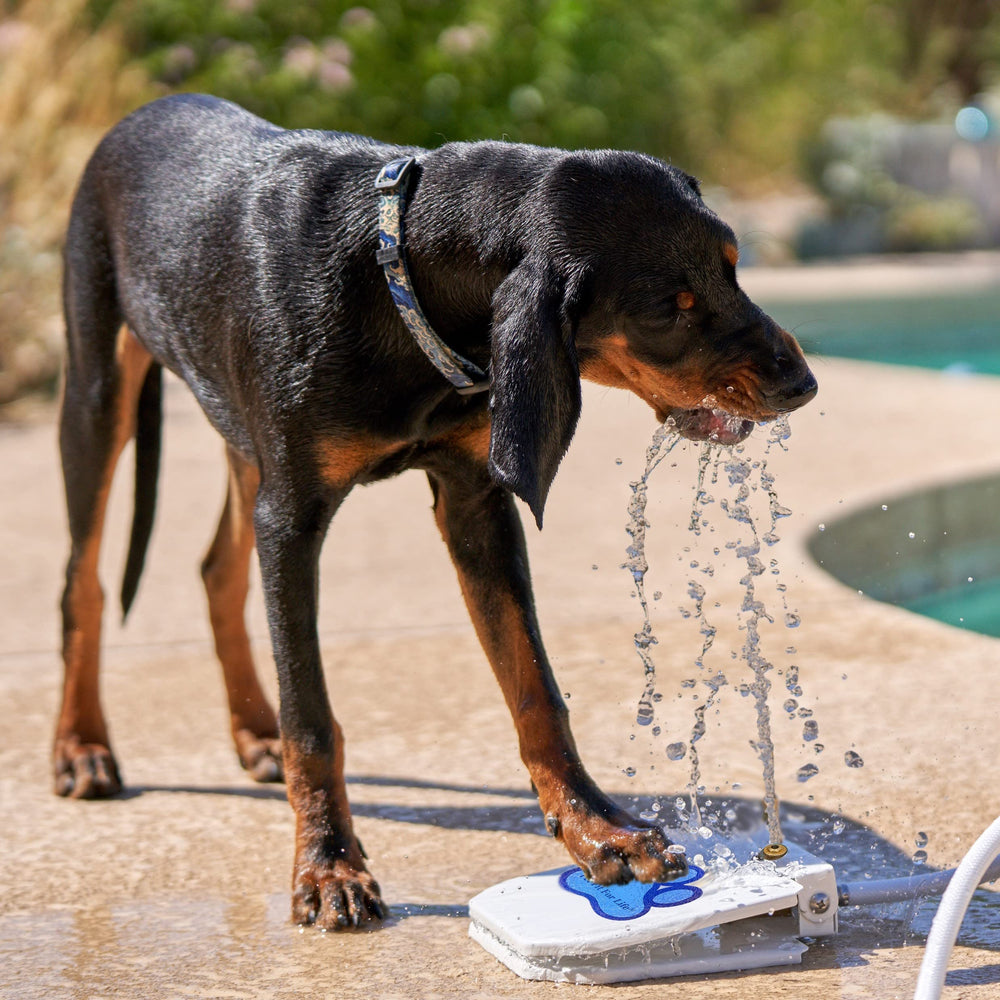 Pet Fit For Life valve et grille métalliques démontrant filtration et durabilité