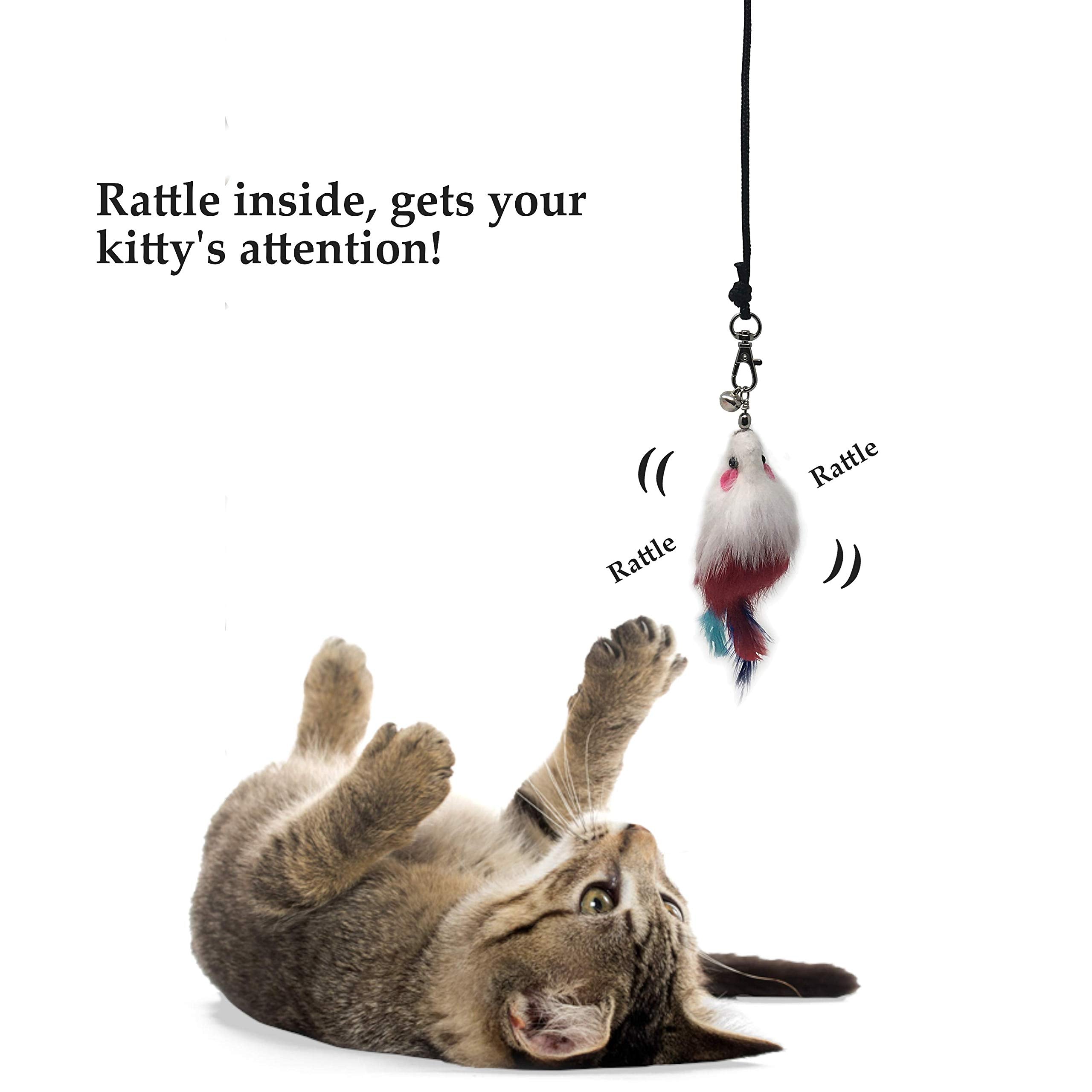 Pet Fit For Life comparaison taille montrant échelle et facilité d’utilisation
