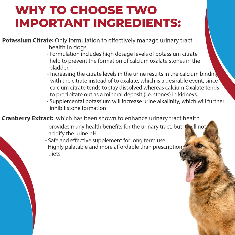 Pet Health Pharma chien à la maison, illustre usage quotidien et bien-être