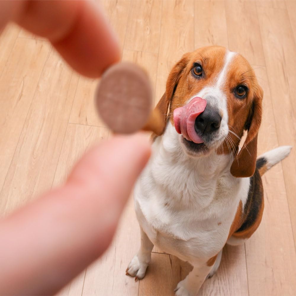 Comprimé K-Plus mélangé à croquettes pour faciliter la prise du chien