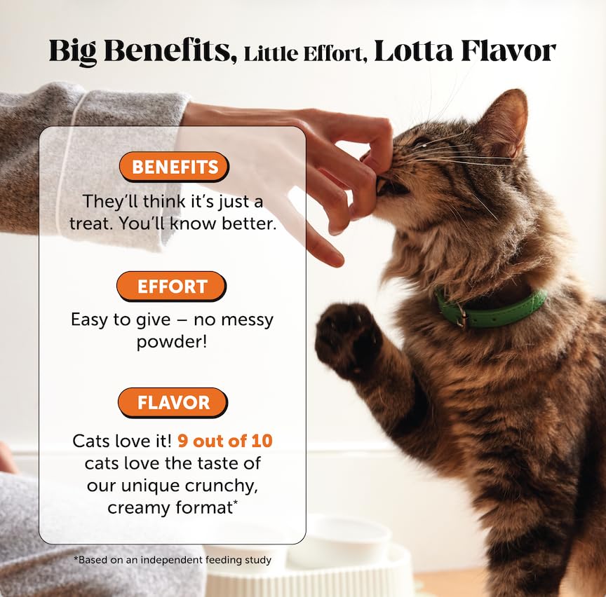 Pet Honesty chat qui saute sur une table, mobilité améliorée