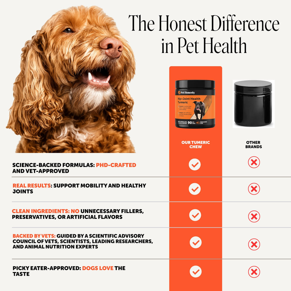 Chien heureux qui saute grâce au soutien articulaire Pet Honesty pour mobilité