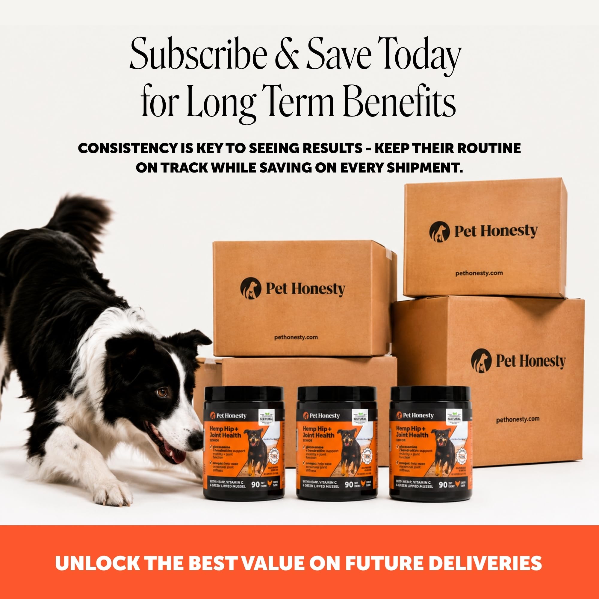 Pet Honesty chien senior actif après supplémentation pour meilleure mobilité