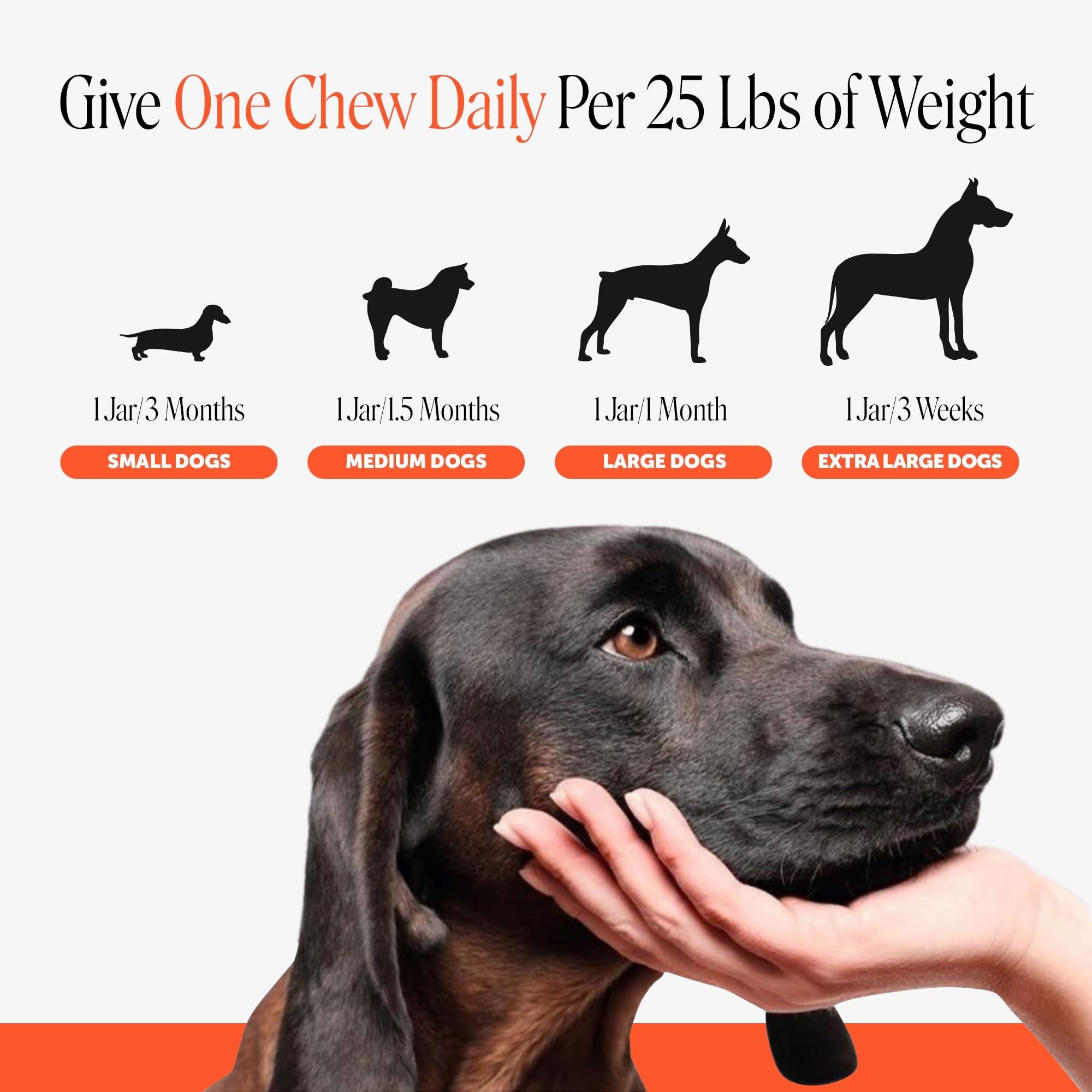Pet Honesty chien actif courant après supplémentation