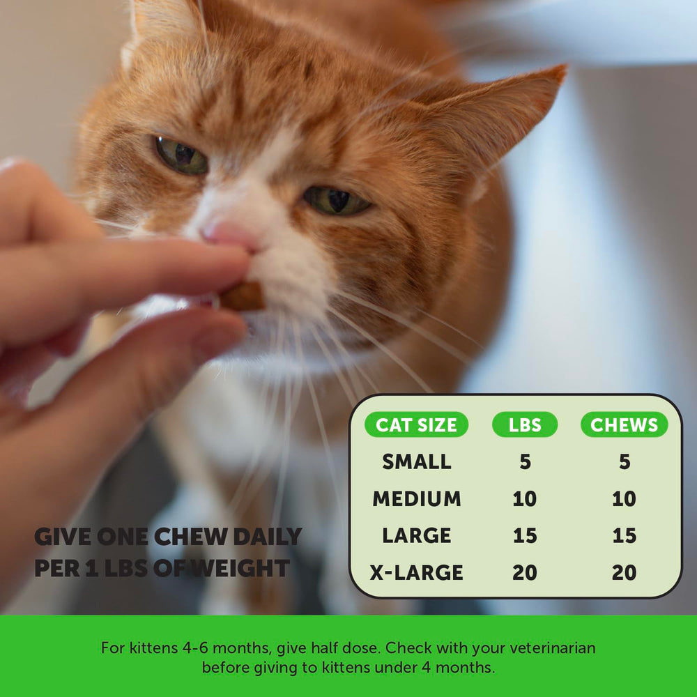 Pet Honesty utilisation avec chat recevant doucement la friandise bénéfique