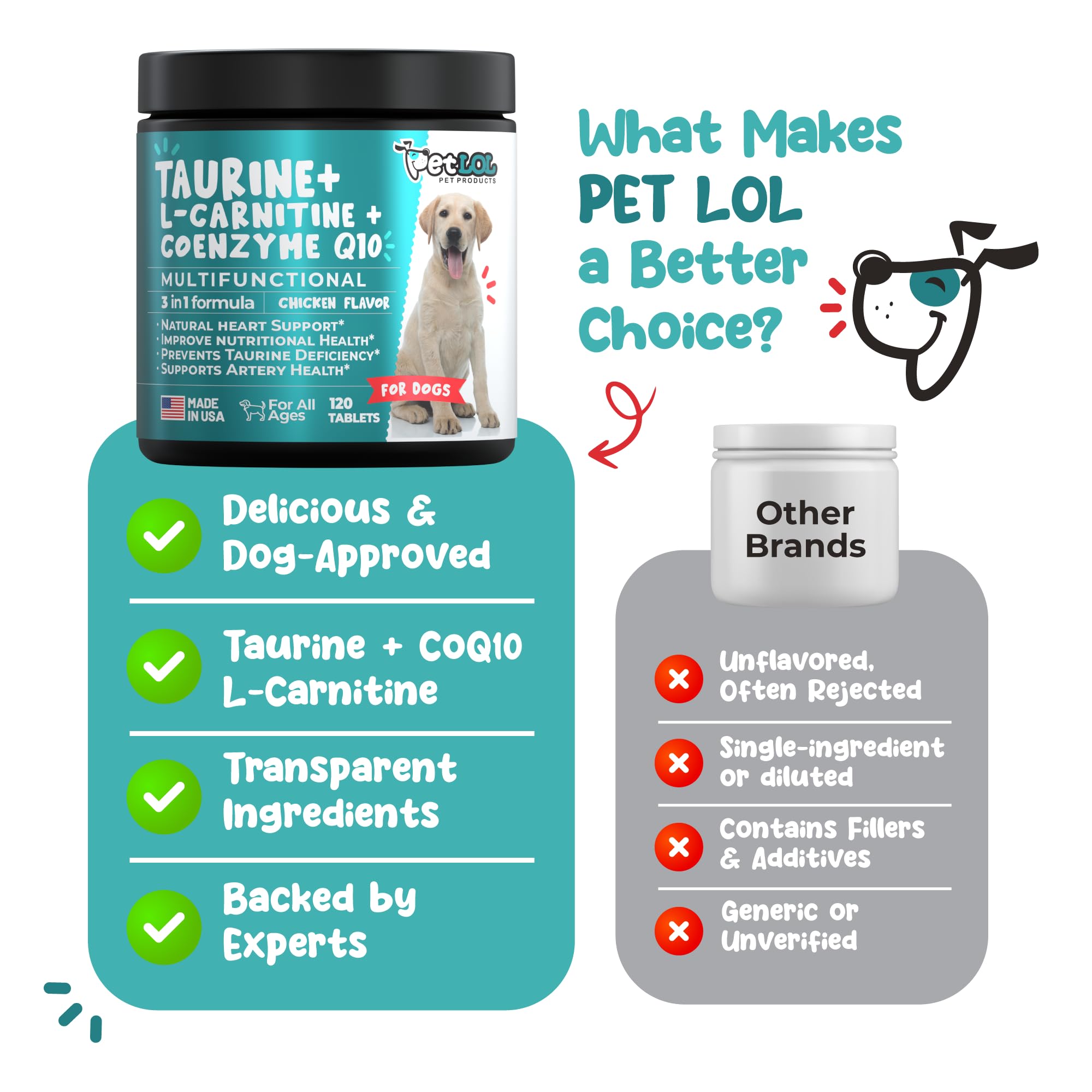 PET LOL chien actif en extérieur illustrant énergie et bien‑être