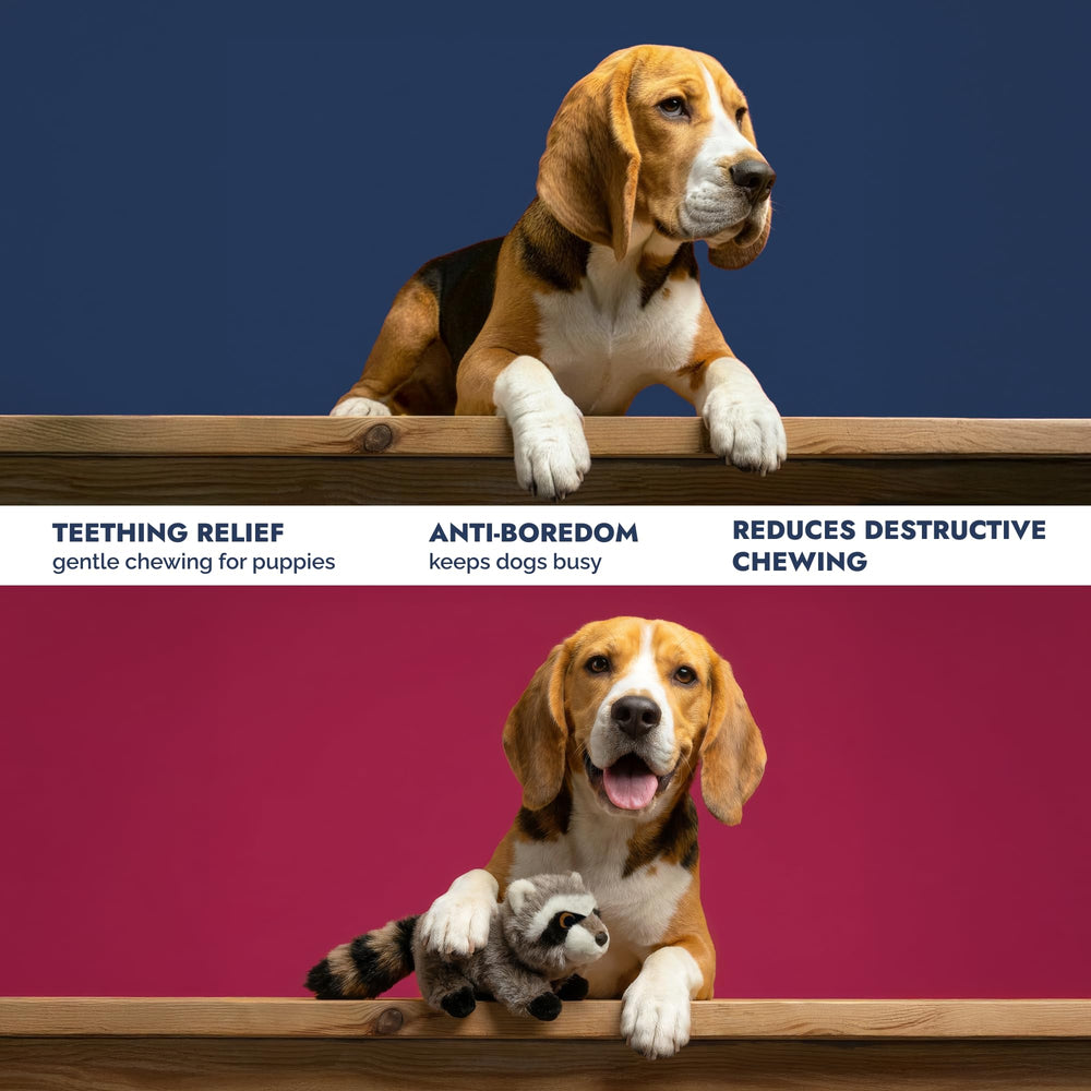 Pet Lou en action avec chien jouant pour engagement interactif