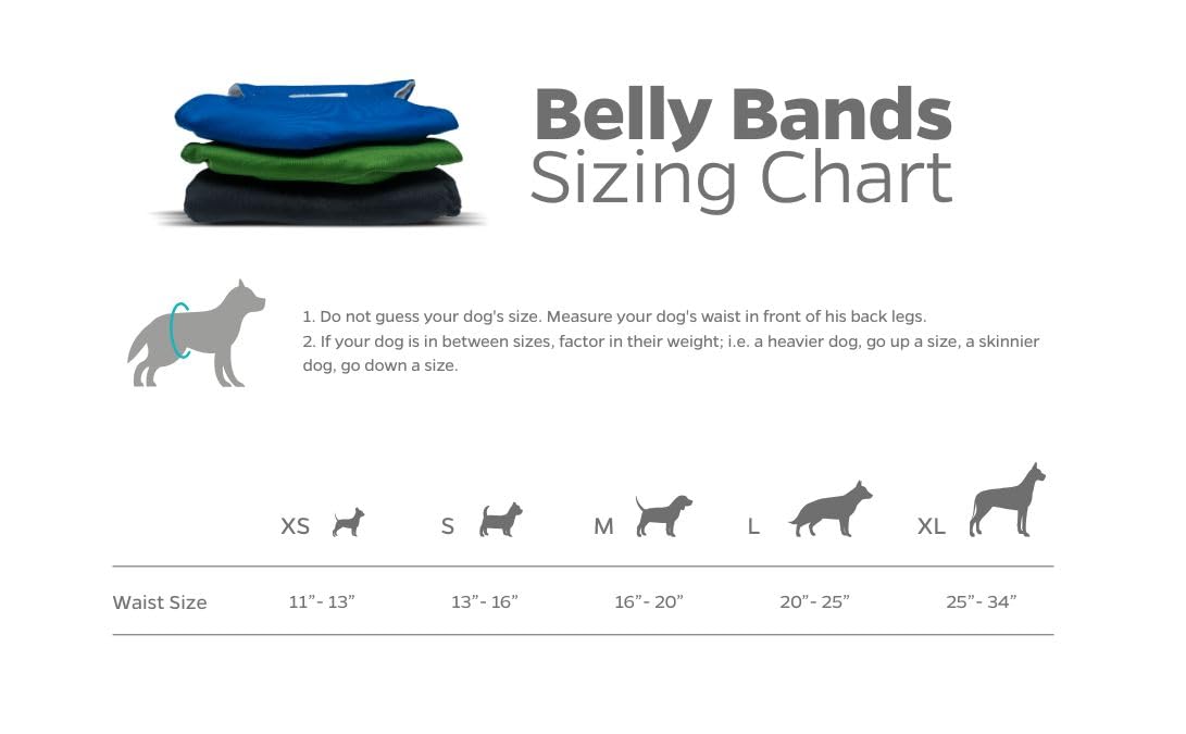 Pet Parents belly band porté par chien mâle réduisant le marquage en intérieur