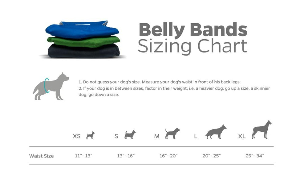 Pet Parents belly band porté par chien mâle réduisant le marquage en intérieur