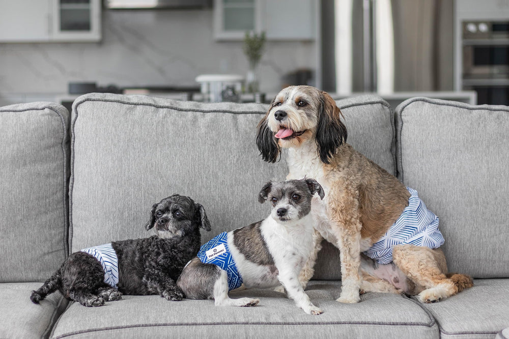 Pet Parents belly band après lavage conservant forme et absorption