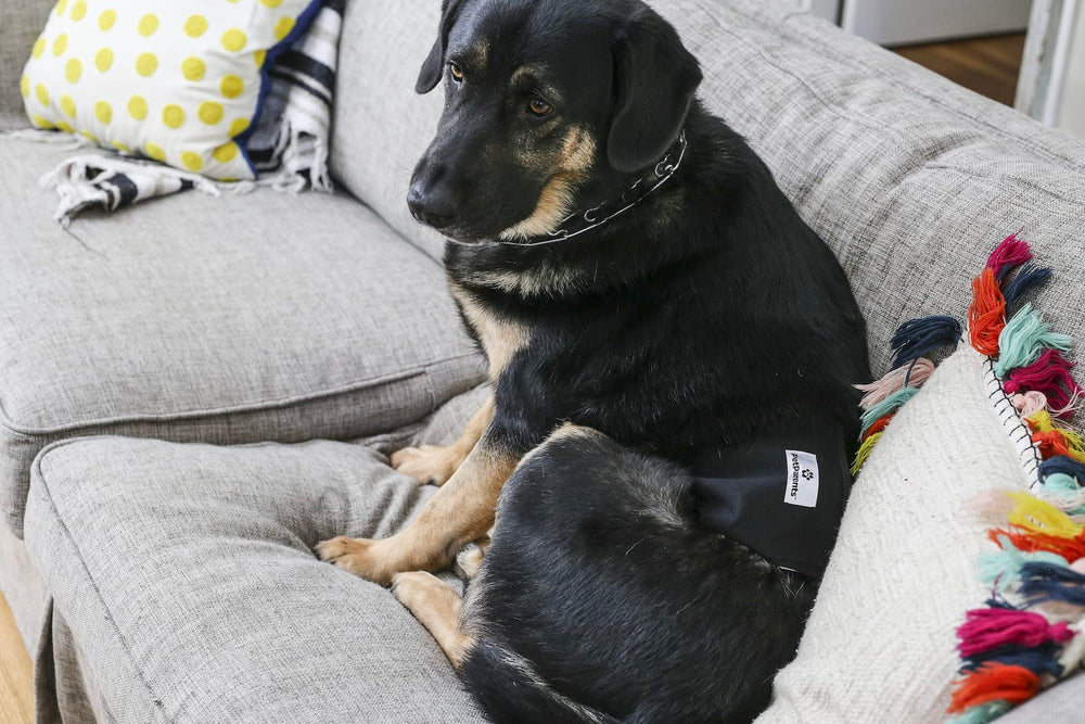 Pet Parents scène de salon montrant protection imperméable du mobilier