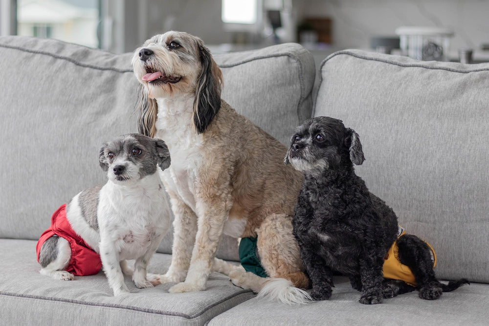 Pet Parents texture du tissu respirant réduisant les irritations