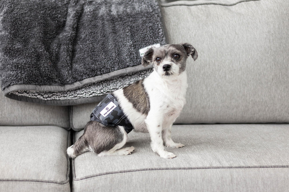 Pet Parents étiquette et instructions claires pour entretien et ajustement