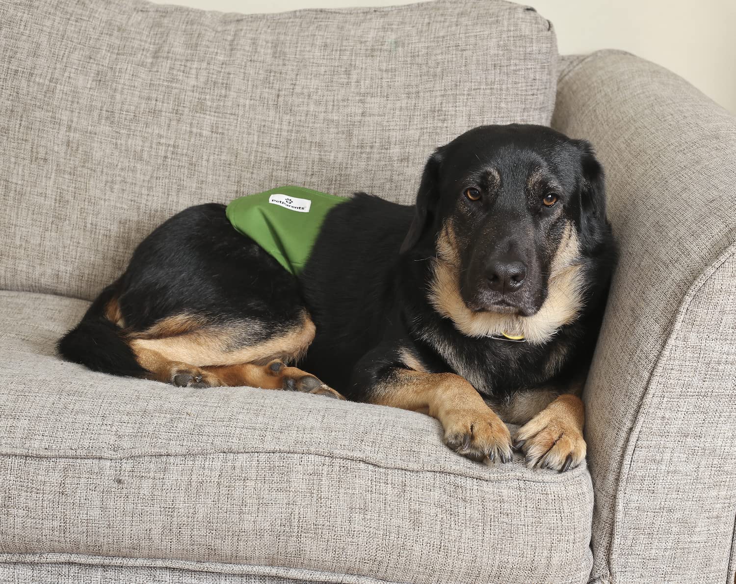 Pet Parents scène de vie chien sur canapé protégé et propre