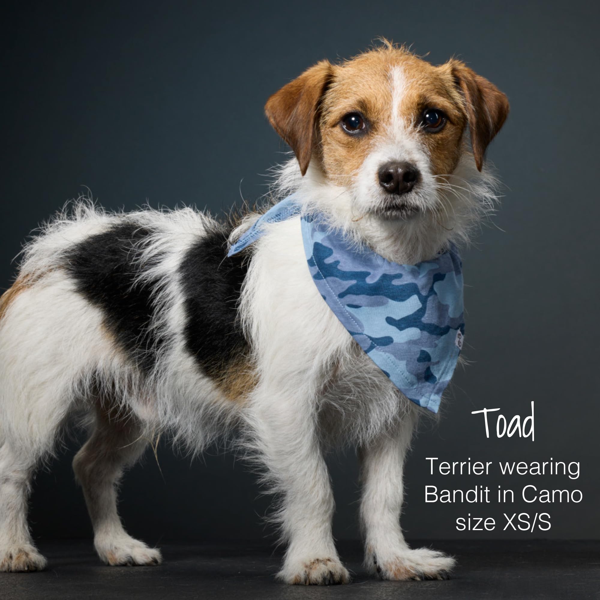 Pet Passion bandana porté en promenade, confort et style visibles