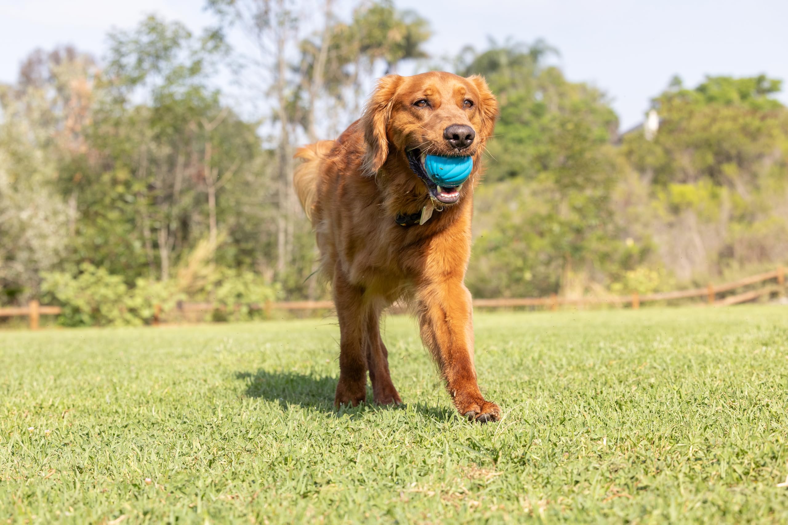 Pet Qwerks Babble Ball dans un salon illustrant usage domestique sûr