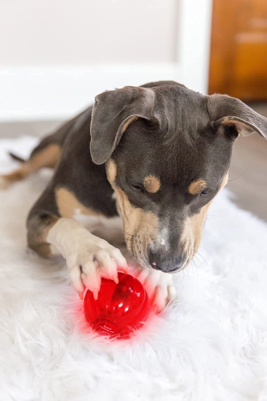 Pet Qwerks Blinky Babble Ball chien joue active stimulation visuelle et sonore