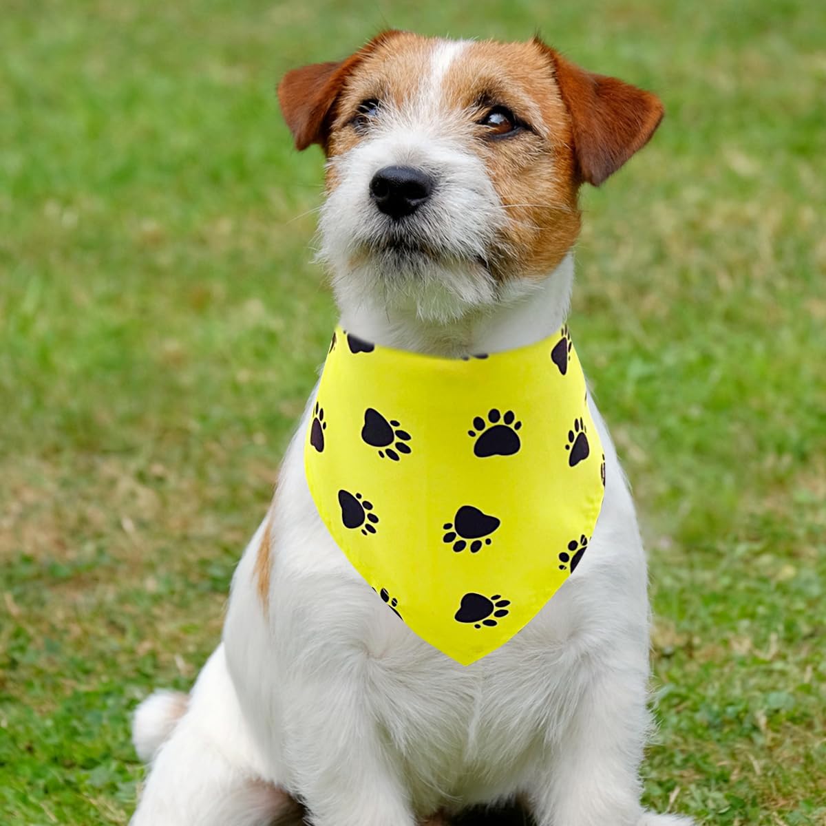 PET SHOW bandana en situation fête d’anniversaire, look festif