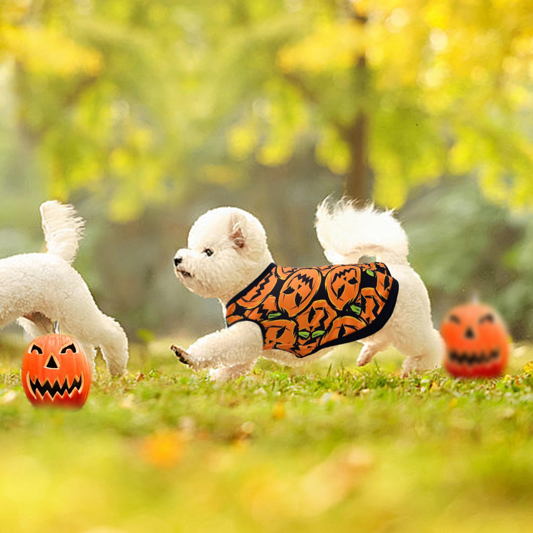PET SHOW chien en promenade portant t‑shirt Halloween, praticité visible
