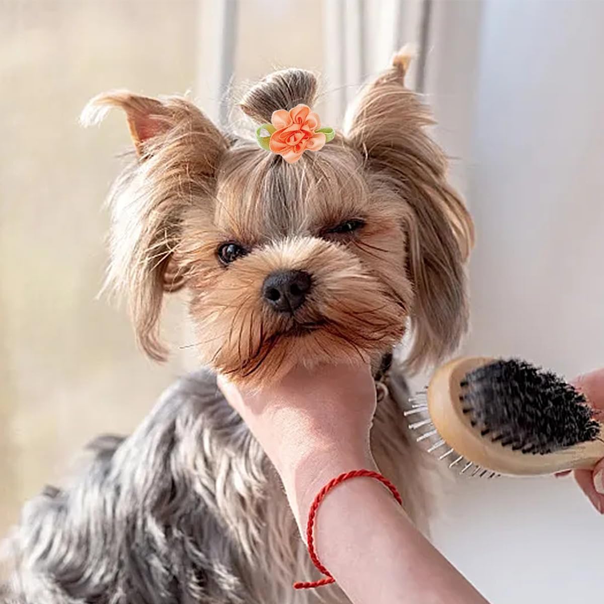 PET SHOW nœud posé sur chat, accessoire discret et soigné