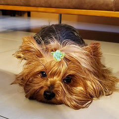 PET SHOW gros plan sur la fleur montrant la finition faite main et élégance