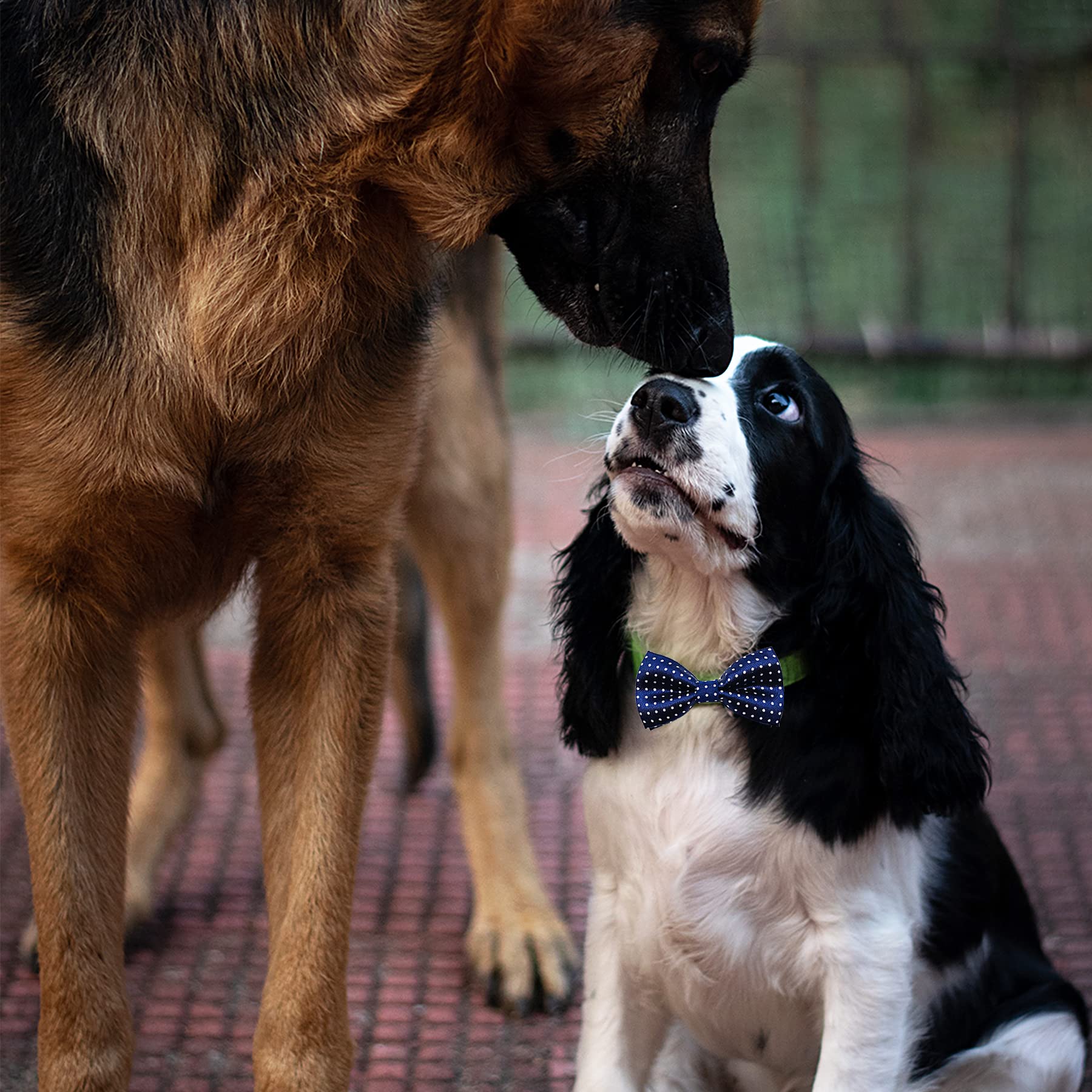 PET SHOW mise en scène pour fête, apporte style aux occasions spéciales