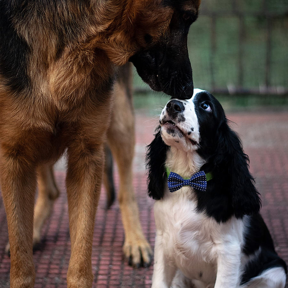 PET SHOW mise en scène pour fête, apporte style aux occasions spéciales