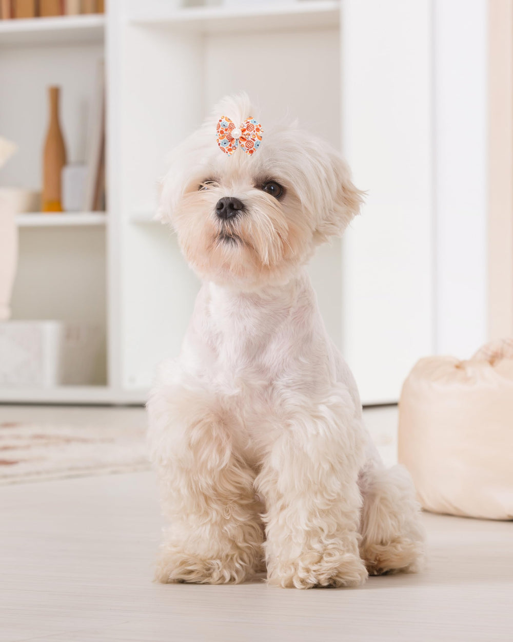 PET SHOW mise en scène Halloween/Thanksgiving sur un chien, inspire des tenues festives