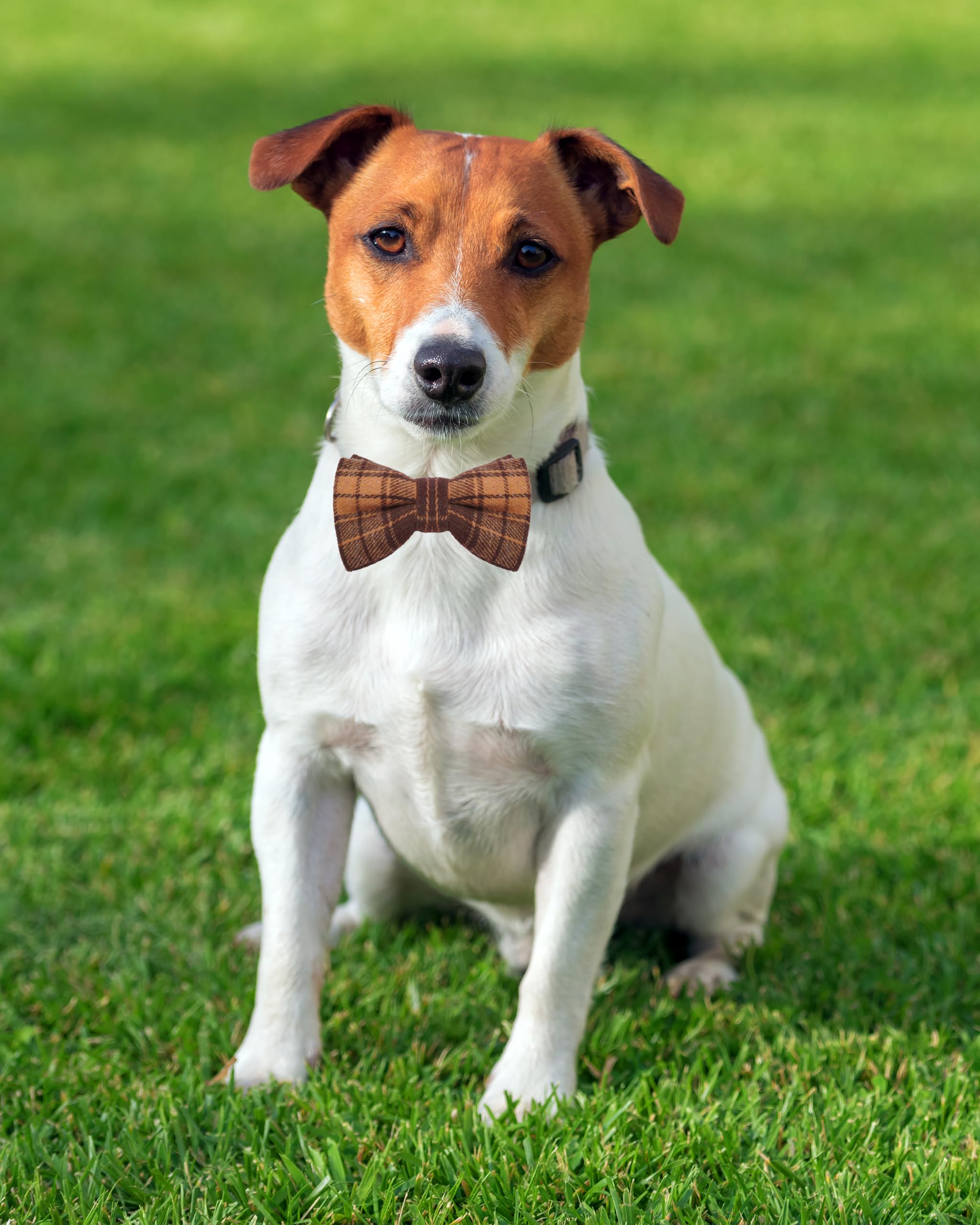 PET SHOW chien en tenue de fête avec nœud papillon look soigné
