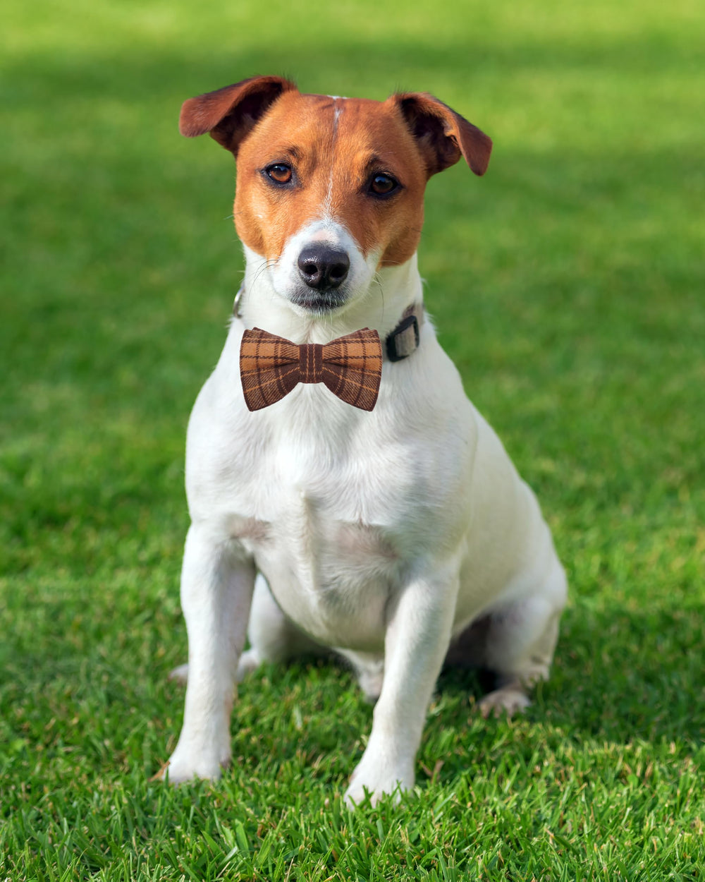 PET SHOW chien en tenue de fête avec nœud papillon look soigné