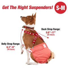 Pet Soft en usage sur chienne montrant stabilité de la couche