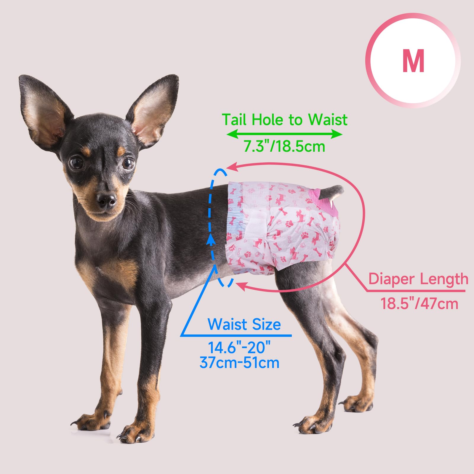 Pet Soft comparaison de taille avec un mètre pour choisir taille M adaptée