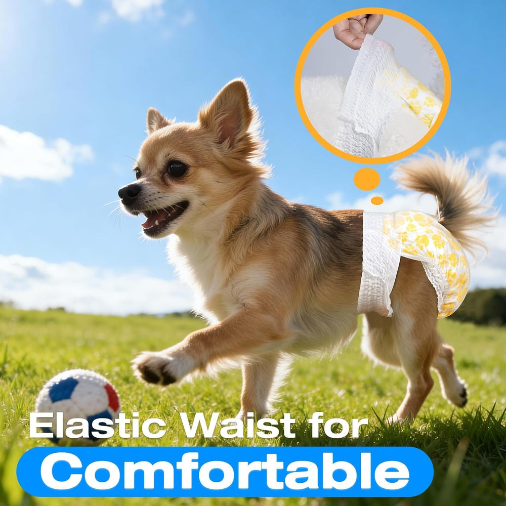 Pet Soft comparaison taille avec petit chien, ajustement adapté