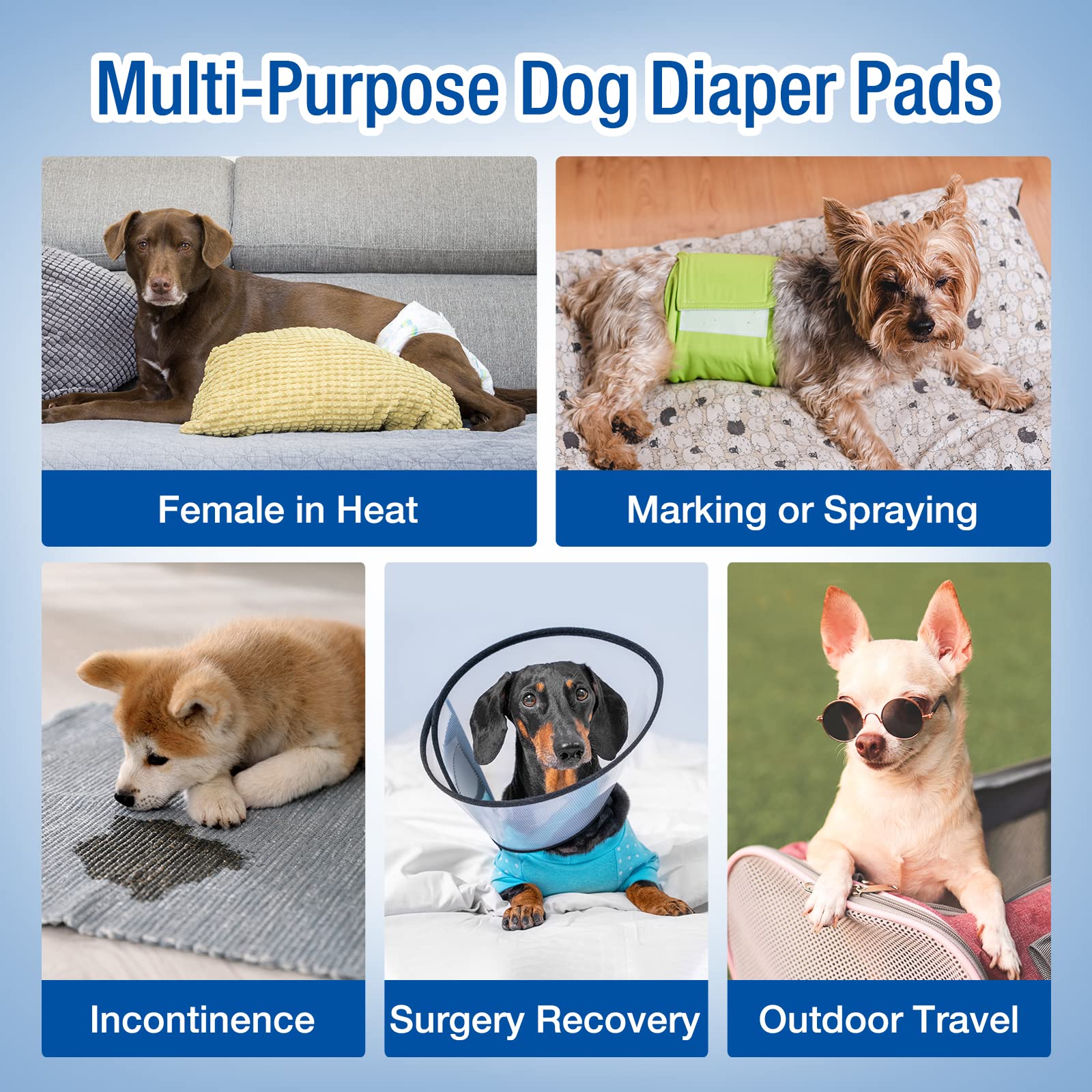 Pet Soft insert comparé à une règle pour visualiser le format exact