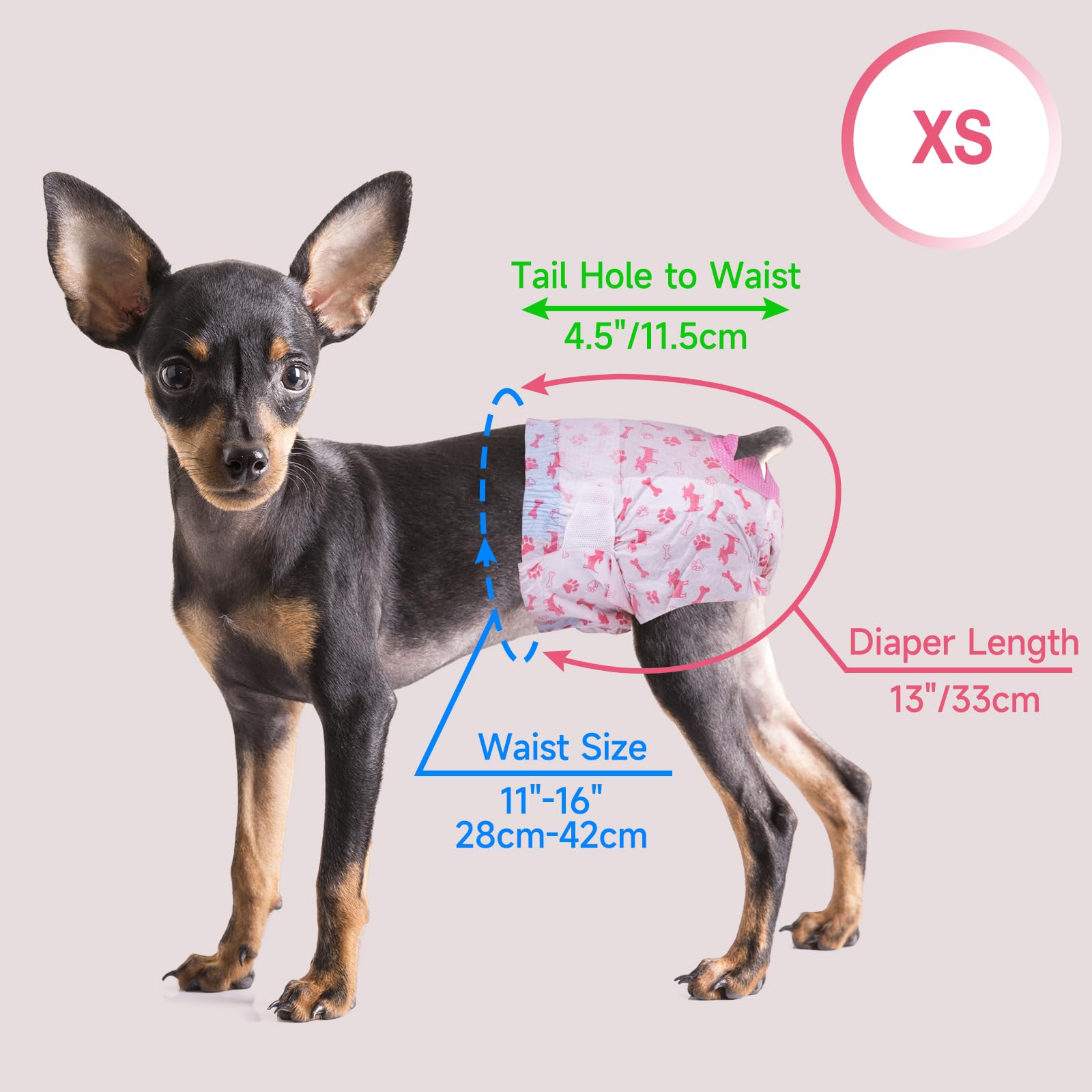 Pet Soft comparaison taille XS avec règle pour vérification de mesure