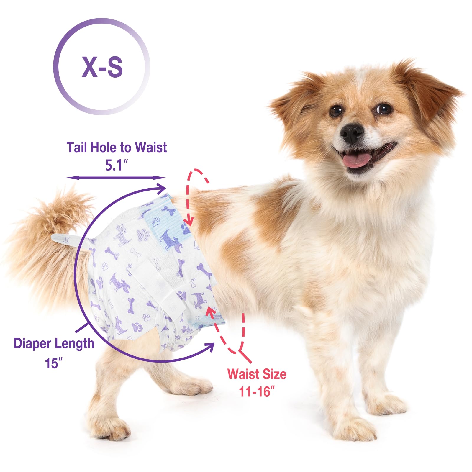 Pet Soft comparaison taille XS posée près d'une règle, ajustement clair