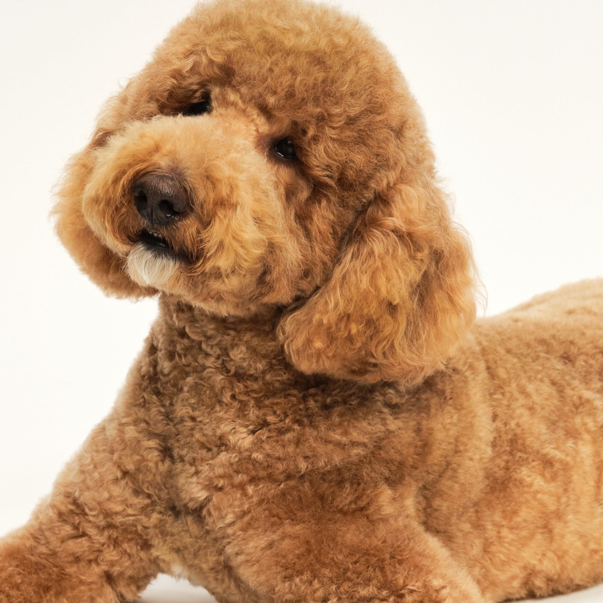 Pet Teezer à l'échelle d'une main, format compact pour petits chiens