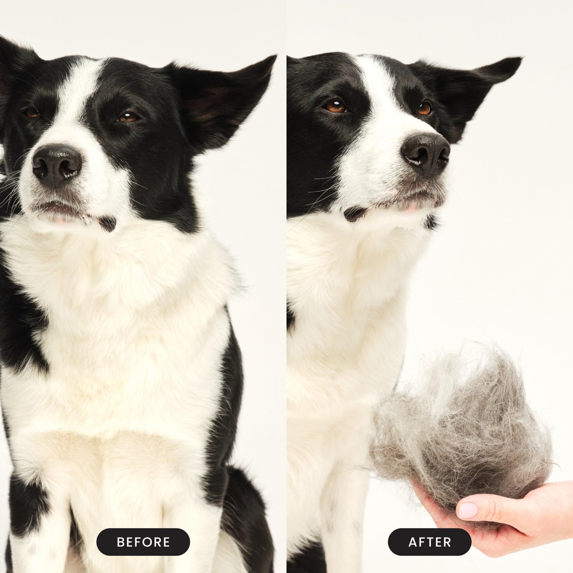 Pet Teezer près d’un pelage long montrant action douce sur les poils
