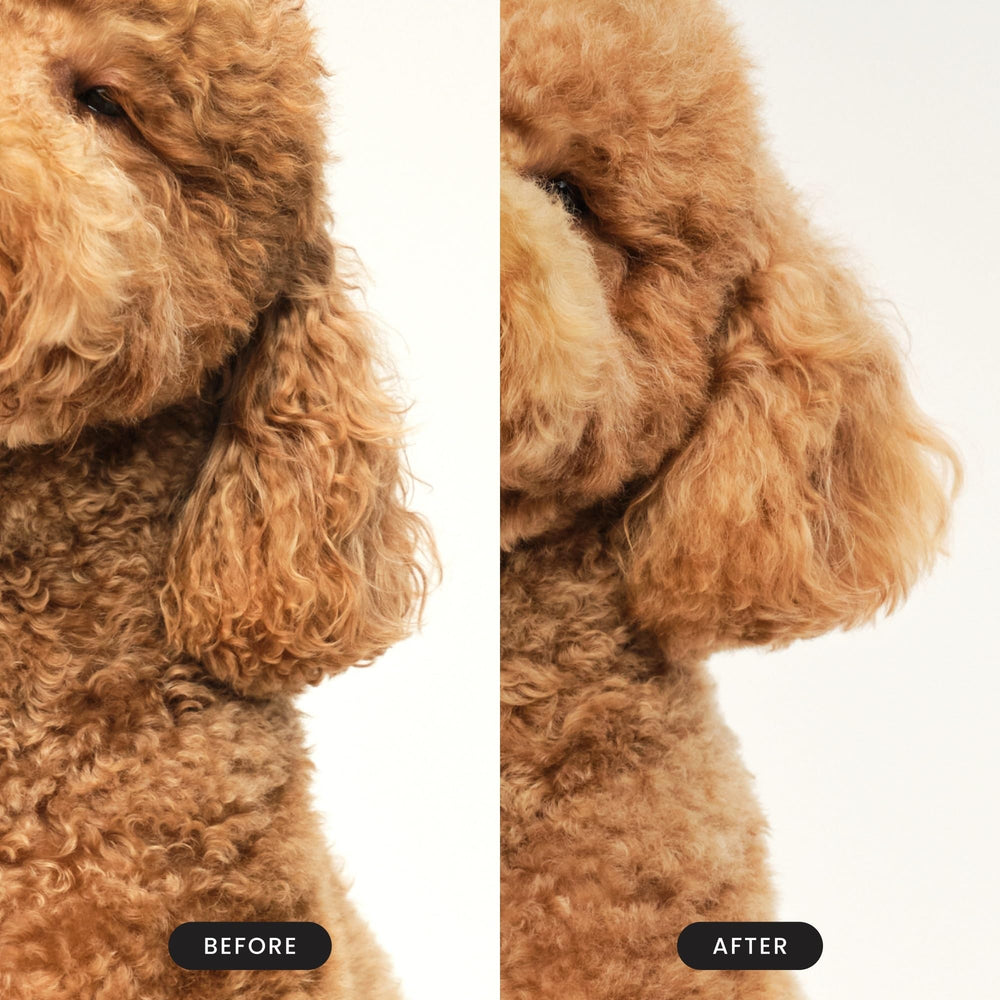 Pet Teezer utilisée sous la douche, répartit shampooing et nettoie