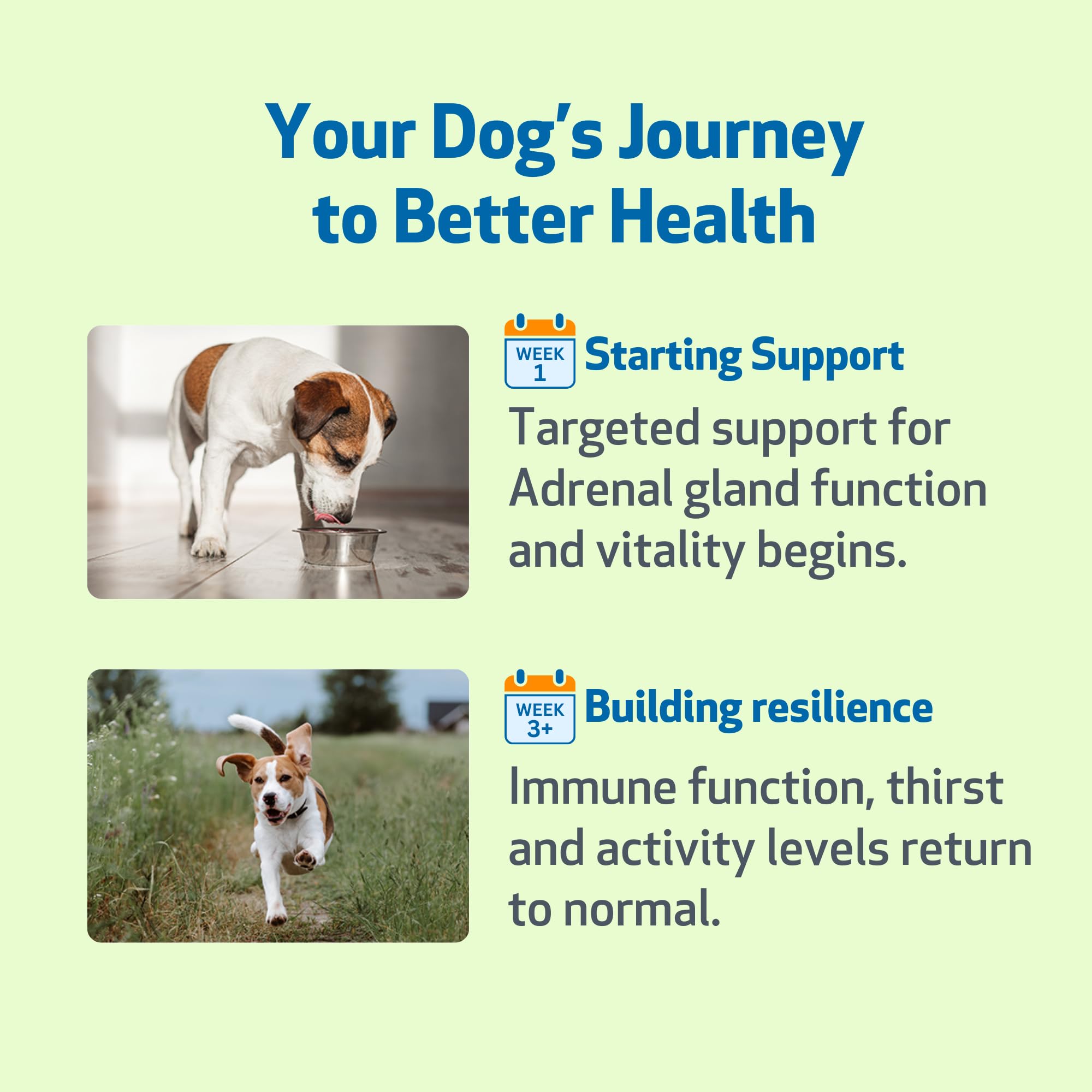 Pet Wellbeing flacon en contexte domestique routine matinée pour bien-être